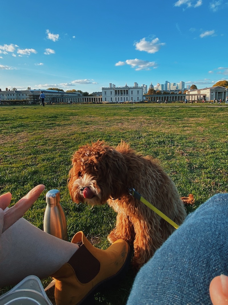 Photo of Watson in Greenwich park