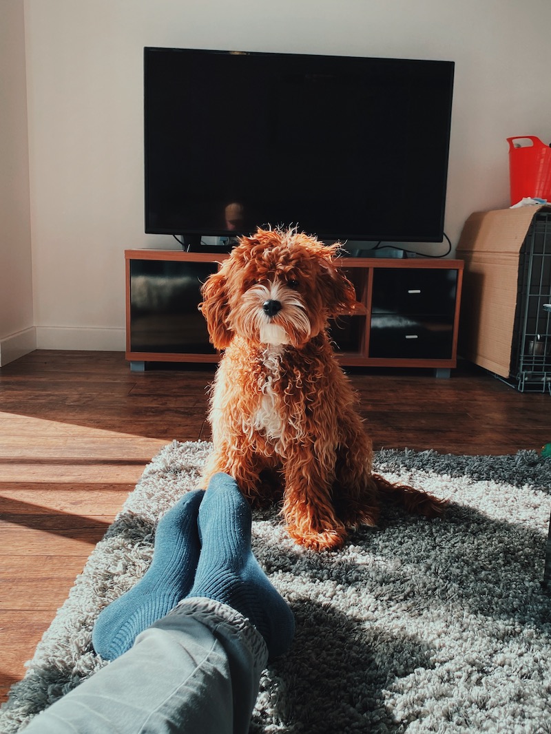 Photo of Watson sitting in my flat