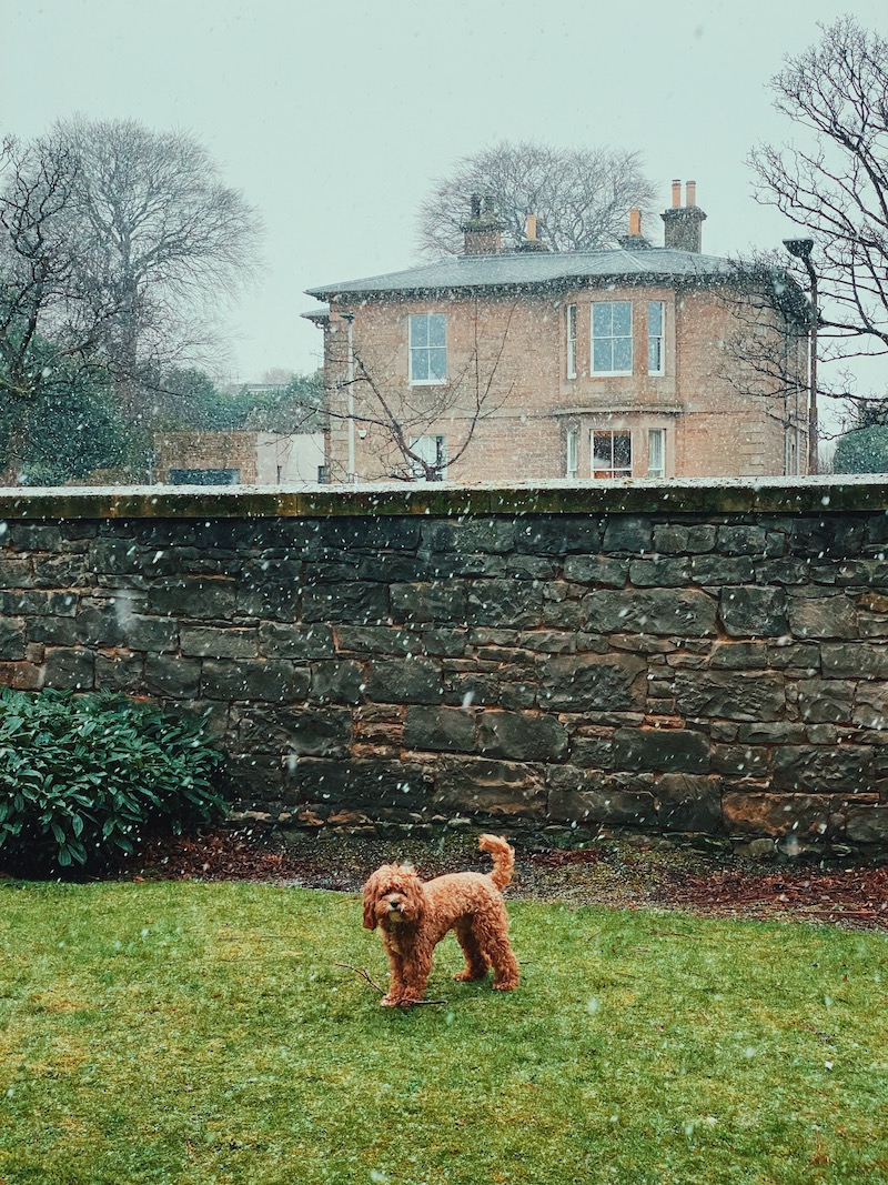 Watson in the snow